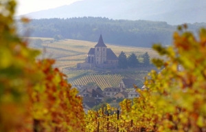 Dégustation de vins d’Alsace Trimbach, une des grandes maisons de France