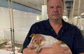 Les éleveurs de porc québécois lancent un cri d&#039;alarme au gouvernement fédéral