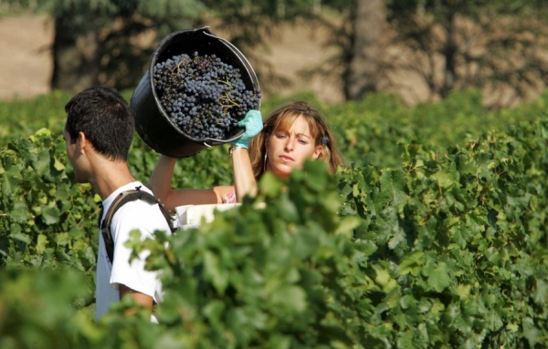 Les vignes cultivées en bio représentent 12 % des surfaces viticoles en France