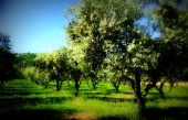 L&#039;histoire de mon olivier, racontée par Nancy Rossi