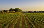 Torres, la marque de vin la plus admirée au monde selon les professionnels du vin