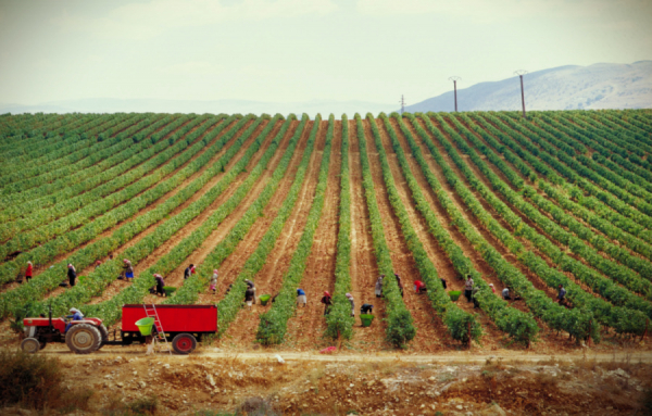 Vendanges dans la Vall&eacute;e de Bekaa (photo Ksara)