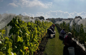 Image : Saint Pierre Le Vignoble