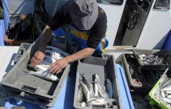 FRANCE - Un manque flagrant de p&ecirc;cheurs professionnels