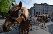 Interdiction des calèches à Montréal: la Ville remettra 1000$ par cheval à une association de protection des animaux