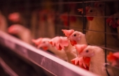 Plusieurs centaines de milliers de poules pondeuses devront être abattues