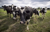 Accord AEUMC: Les producteurs laitiers paient le prix fort