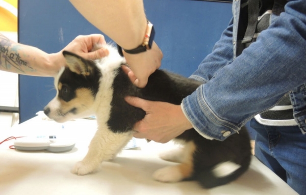 Une clinique spontan&eacute;e de micropu&ccedil;age pour nos animaux de compagnie