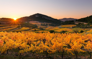 Déguster tout en apprenant... et apprendre tout en dégustant... À la découverte des vignobles de la vallée du Rhône