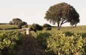 L&#039;AOC Clairette de Die demeure réservée aux vins mousseux blancs