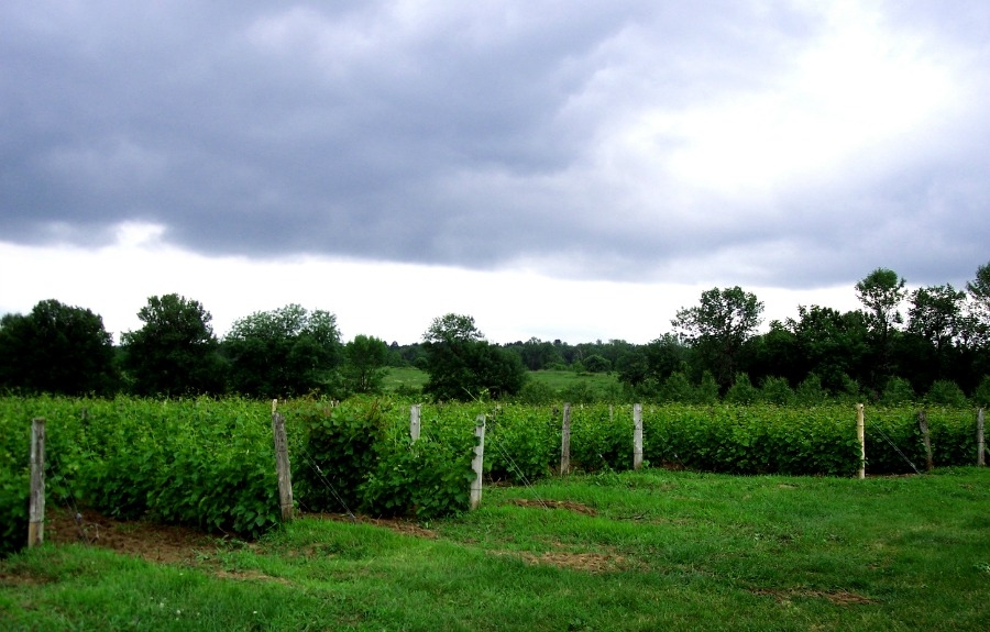 Domaine des Salamandres, une belle aventure québécoise