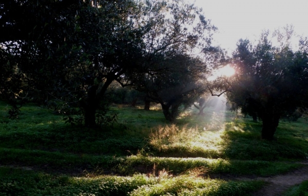 Le fruit sacr&eacute; de la Cr&egrave;te