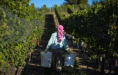 Des pertes de récoltes catastrophiques pour les vignobles de la Colombie-Britannique