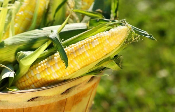 Le maïs de Neuville, protégé par une appellation d’origine contrôlée